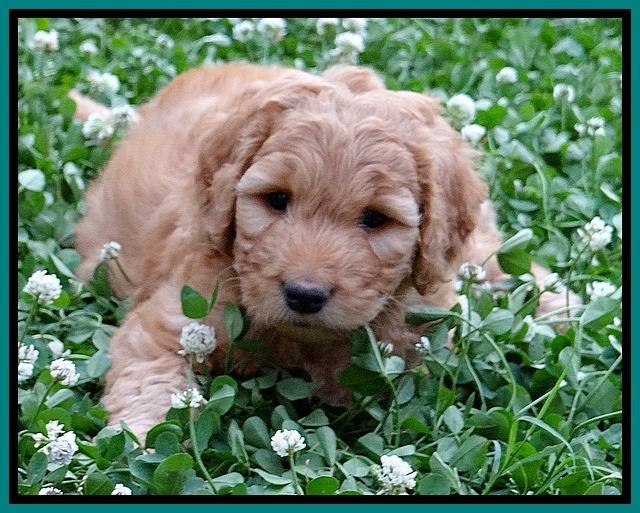 Dulcie Ruler pups 6 wks old 451