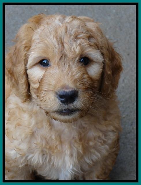 Dulcie Ruler pups 7 weeks old 401