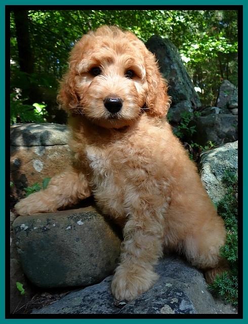 Dulcie Ruler pups 8 weeks old 1007