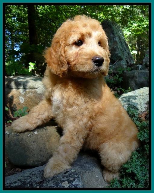 Dulcie Ruler pups 8 weeks old 4007