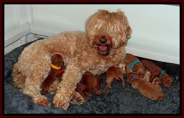 Dulcie Ruler pups 1 wk old 231
