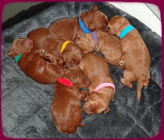Dulcie Ruler pups 1 wk old 241
