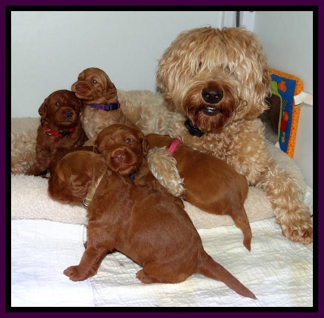 Dulcie Ruler pups 3 wks old 145