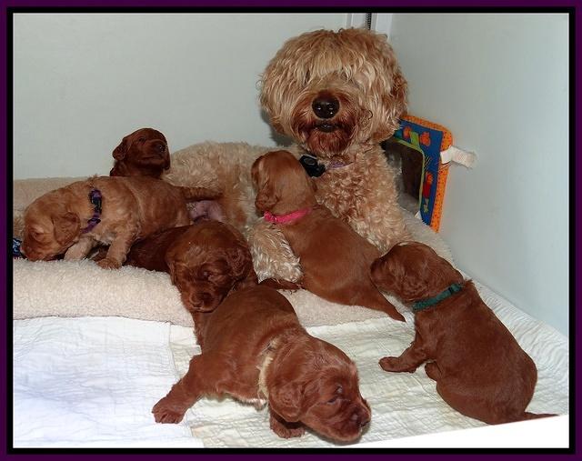 Dulcie Ruler pups 3 wks old 245