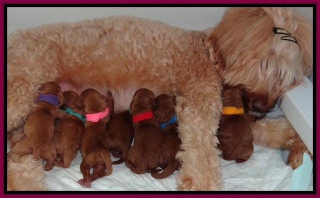 Dulcie Ruler pups Newborn 21
