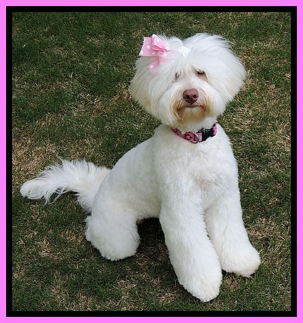 Sandra Dee 8 mos old new groom 101