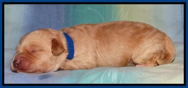 Sandi Blaze pups 1 wk old 31