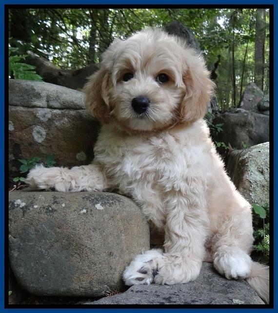 Sandi Blaze pups 8 wks old 32