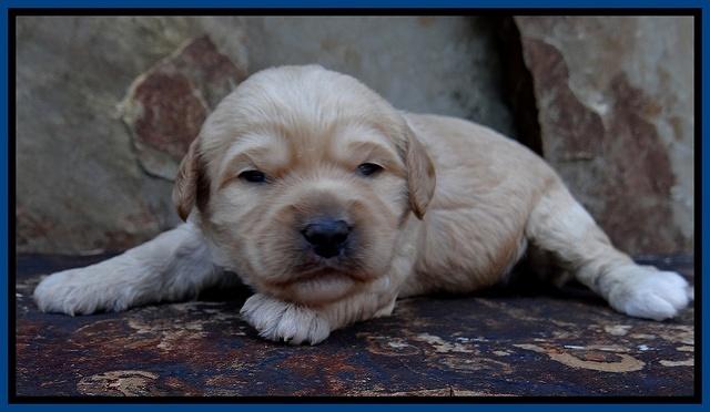 Sandy Blaze pups 2 wks old 31