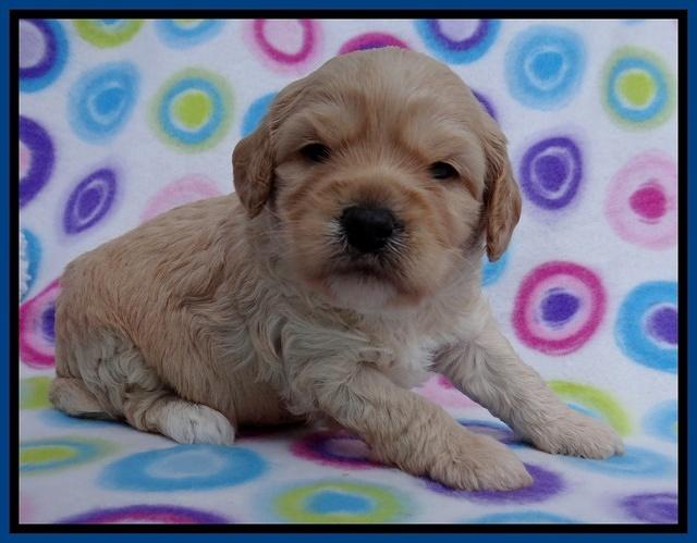 Sandy Blaze pups 3 wks old 21