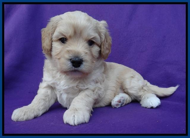 Sandy Blaze pups 4 wks old 21