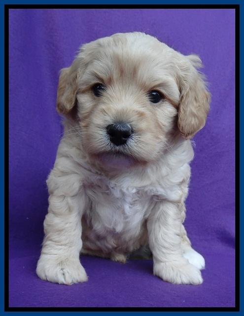Sandy Blaze pups 4 wks old 41