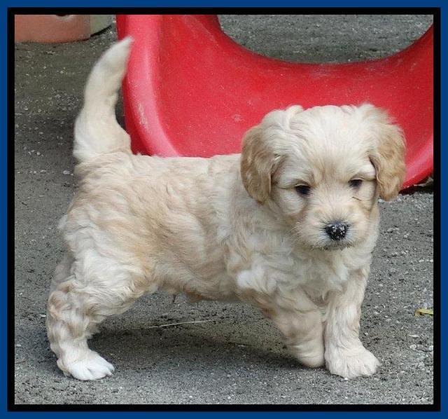 Sandy Blaze pups 5 weeks old 51