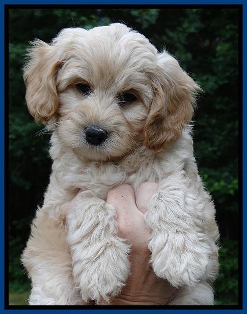 Sandy Blaze pups 7 wks old 11
