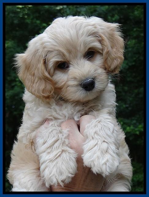 Sandy Blaze pups 7 wks old 21