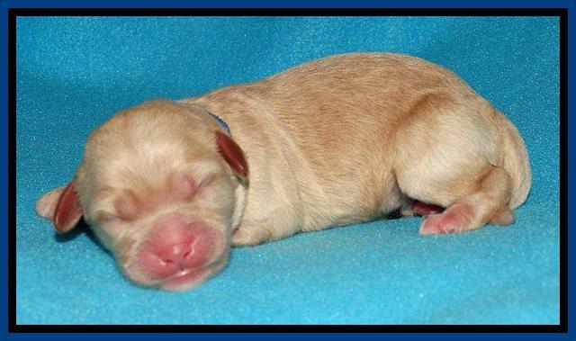 Sandy Blaze pups newborn 1 day old 21