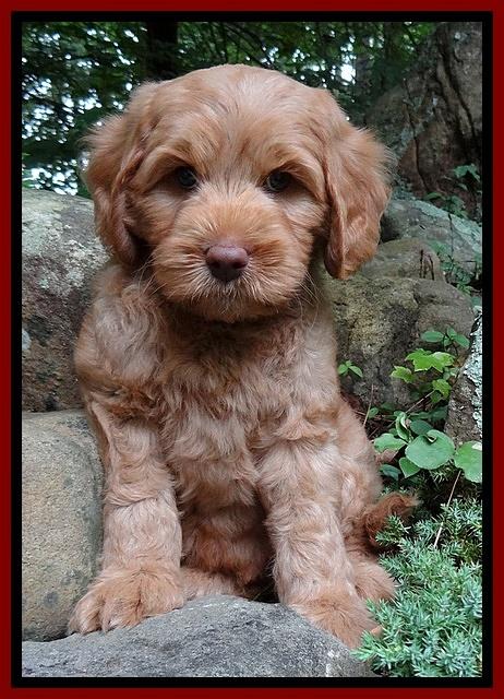 Sandi Blaze pups 8 wks old 61