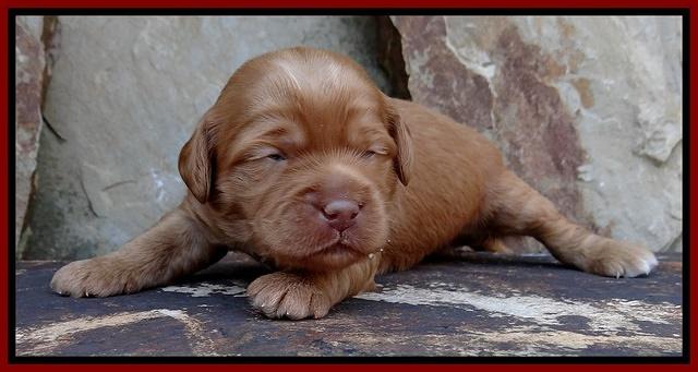 Sandy Blaze pups 2 wks old 71