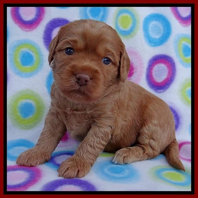 Sandy Blaze pups 3 wks old 61