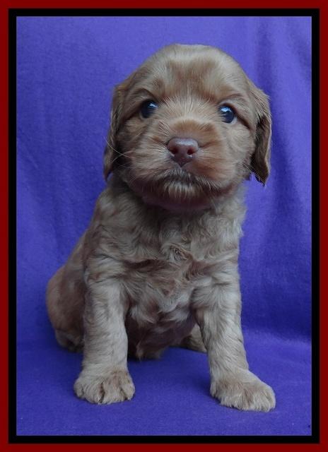 Sandy Blaze pups 4 wks old 81