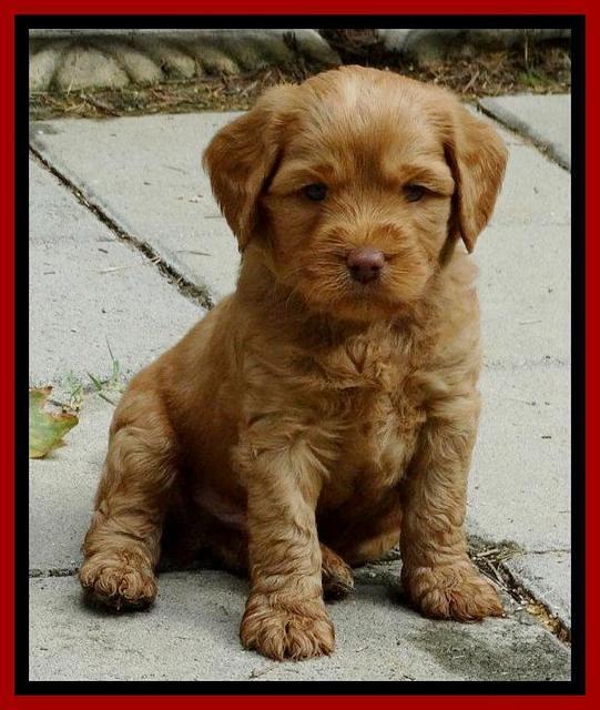 Sandy Blaze pups 5 weeks old 61