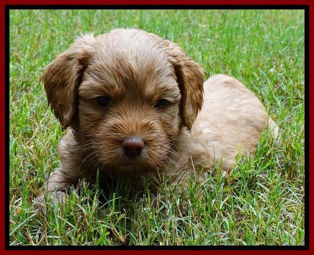Sandy Blaze pups 5 weeks old 71
