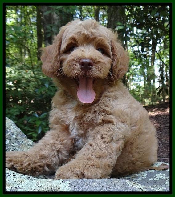 Sandi Blaze pups 8 wks old 13