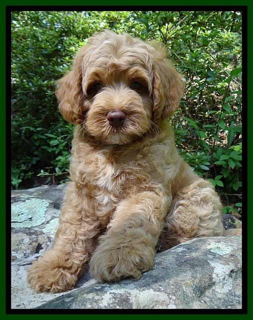 Sandi Blaze pups 8 wks old 33