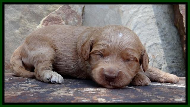Sandy Blaze pups 2 wks old 111