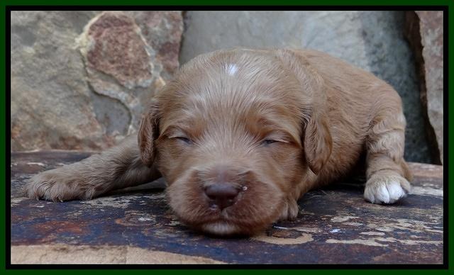 Sandy Blaze pups 2 wks old 91