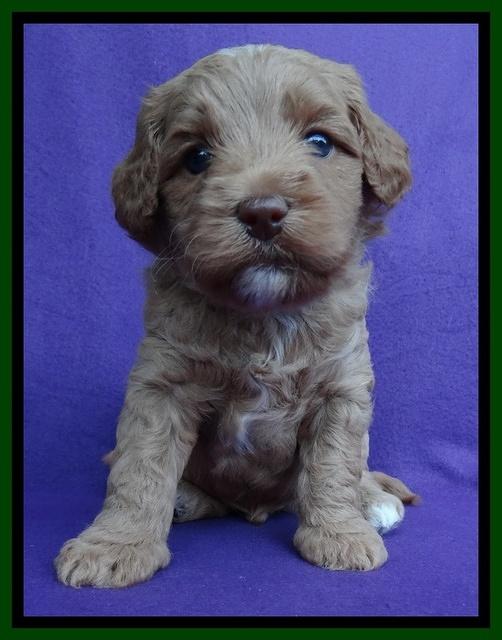 Sandy Blaze pups 4 wks old 101