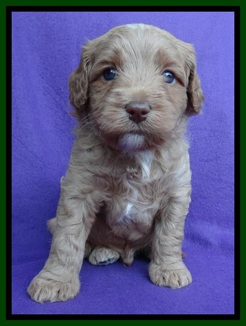 Sandy Blaze pups 4 wks old 111