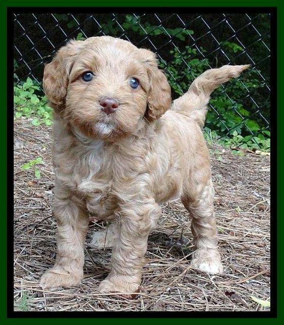 Sandy Blaze pups 5 weeks old 111