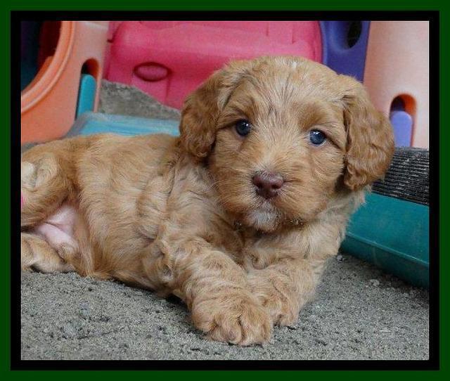Sandy Blaze pups 5 weeks old 121
