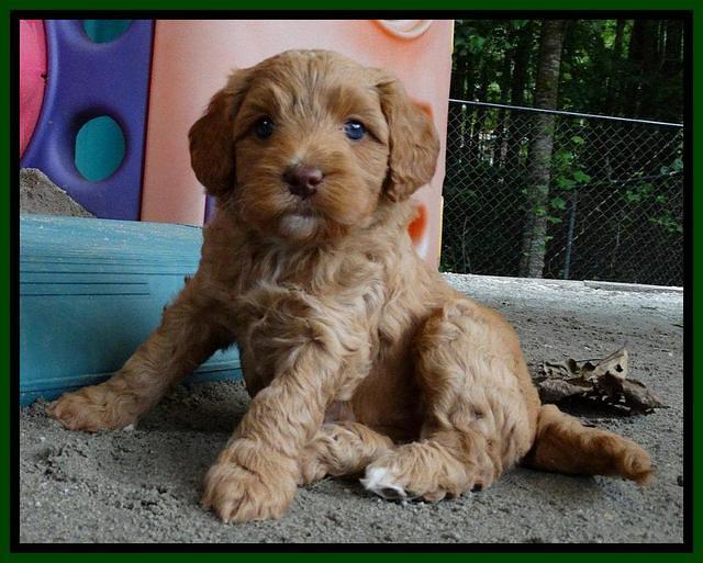 Sandy Blaze pups 5 weeks old 131
