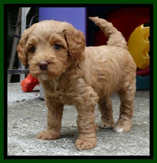 Sandy Blaze pups 5 weeks old 141