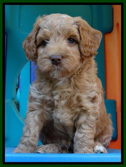 Sandy Blaze pups 6 wks old 71