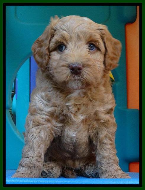 Sandy Blaze pups 6 wks old 91