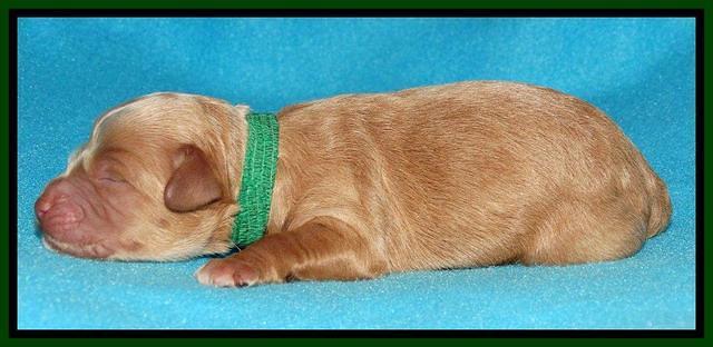 Sandy Blaze pups newborn 1 day old 51