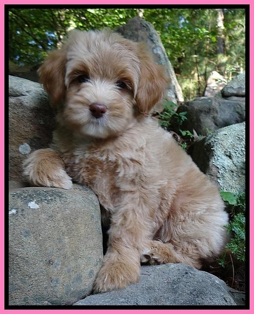 SAndi Blaze pups 8 wks old 222