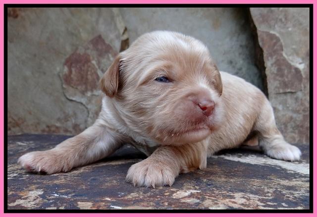 Sandy Blaze pups 2 wks old 141