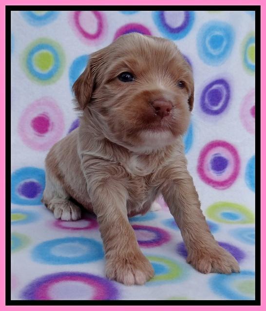 Sandy Blaze pups 3 wks old 101