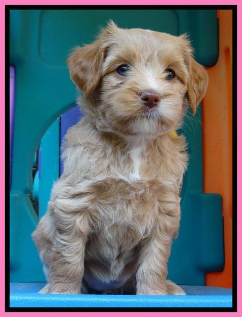 Sandy Blaze pups 6 wks old 111