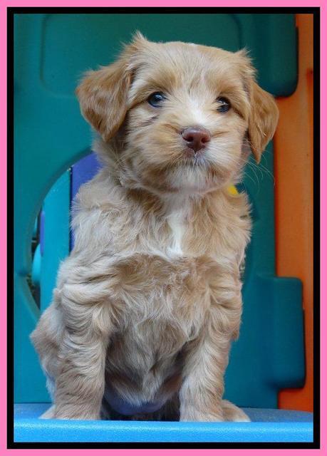 Sandy Blaze pups 6 wks old 131