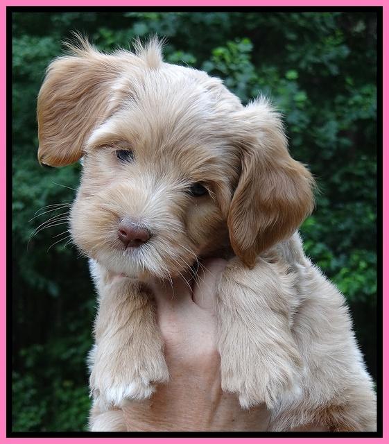 Sandy Blaze pups 7 wks old 101