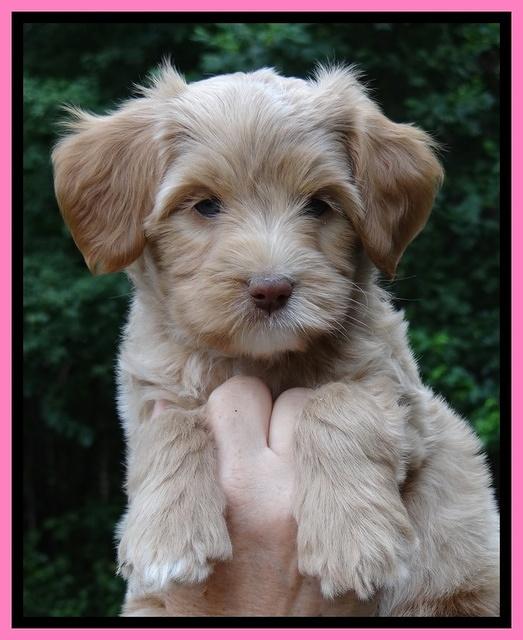 Sandy Blaze pups 7 wks old 121