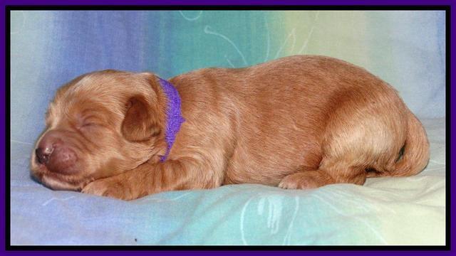 Sandi Blaze pups 1 wk old 151