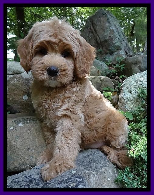 Sandi Blaze pups 8 wks old 52