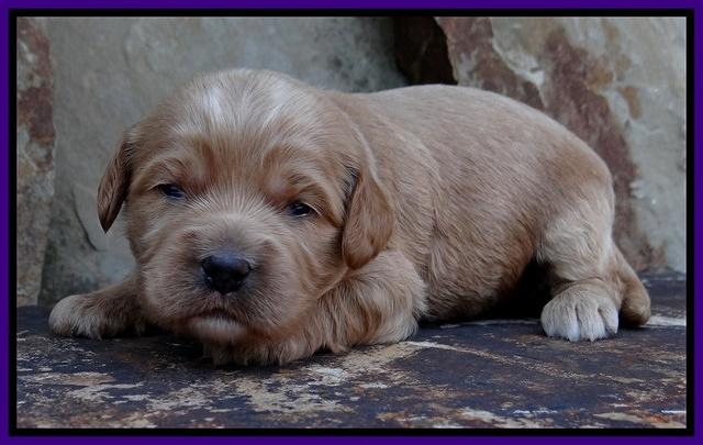 Sandy Blaze pups 2 wks old 161