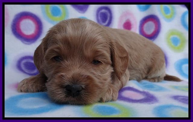 Sandy Blaze pups 3 wks old 141